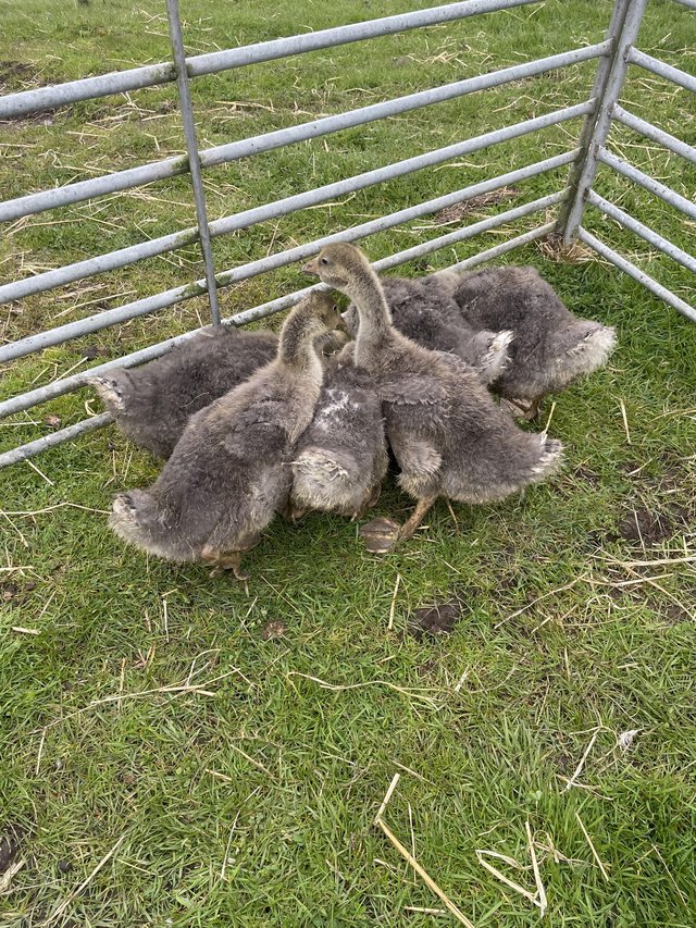 Preview of the first image of Goslings for sale. 5 weeks old.