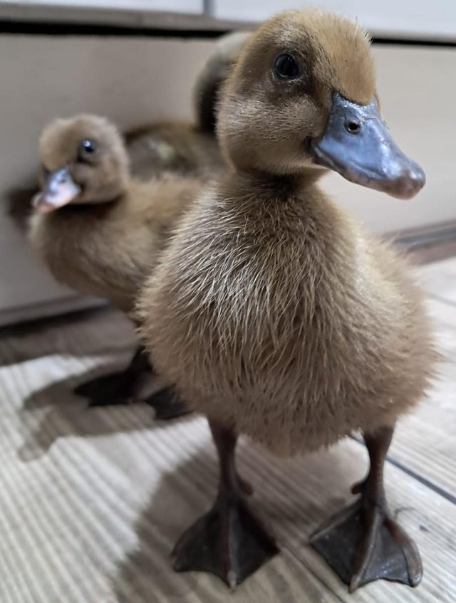 Preview of the first image of Pet Ducks For Sale by Lily..