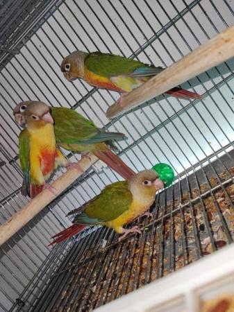 Image 8 of Handreared Tamed lovely Conures