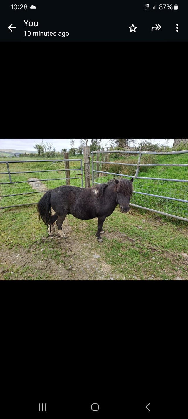 Preview of the first image of Registered miniature shetland mare.