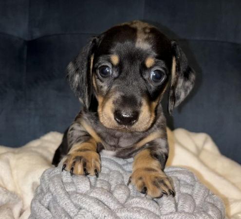 Image 21 of KC Registered Miniature Dachshund puppies.