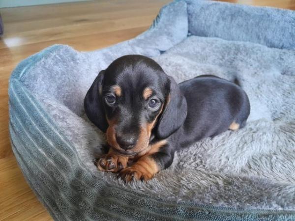 Image 11 of smooth hair black + tan mini dachshunds READY NOW