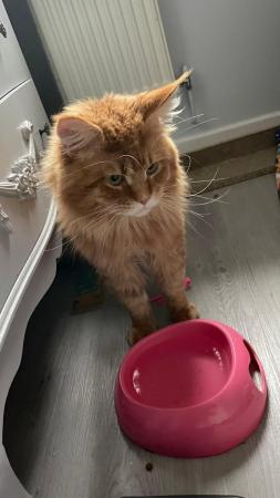 Image 6 of LAST GINGER BOY LEFT! Maine Coon Mixes