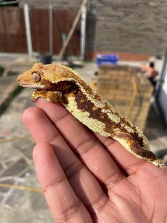 Image 3 of Male crested geckos Lilly whites/yellows and extreme Harlequ