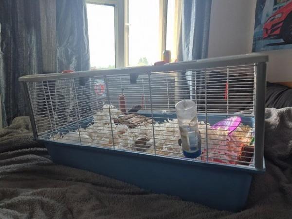 Image 3 of Syrian hamster and cage