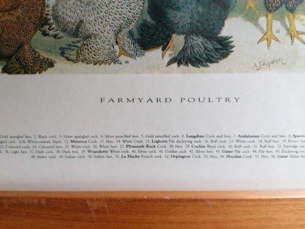 Image 2 of Farmyard Poultry Framed Print by A F Lydon