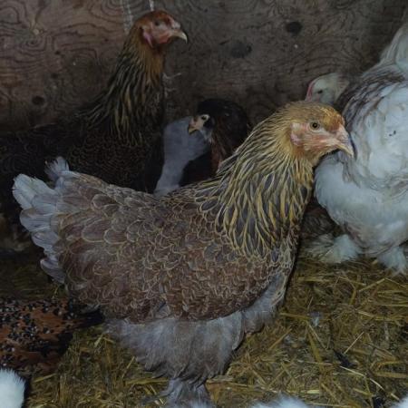 Image 2 of Point Of Lay Brahma Hens!!!