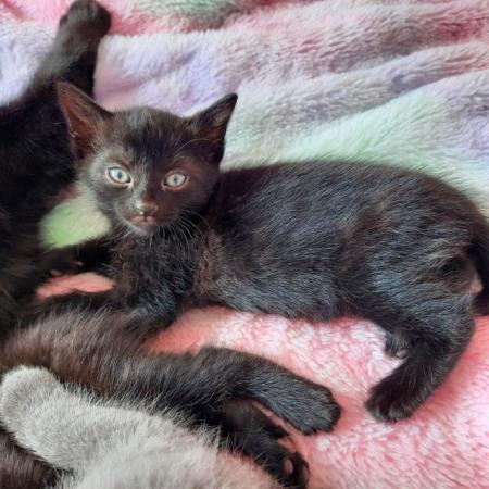 Image 4 of 2 x Black Kittens - Very friendly and loving