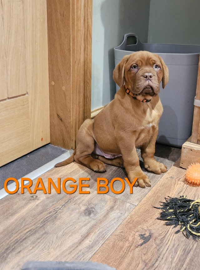 Preview of the first image of *READY NOW*Beautiful dogue de bordeaux.