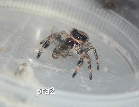 Image 5 of Jumping spiders phidippus Regius apalachicola and Soroa !!