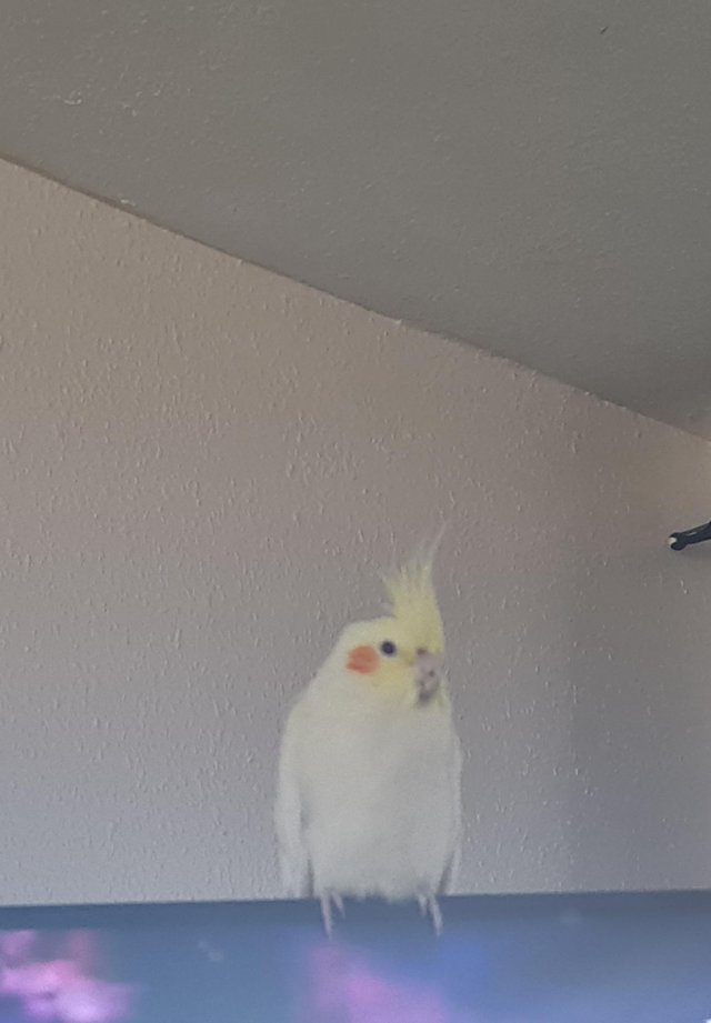 Preview of the first image of Female Lutino cockatiel for sale.