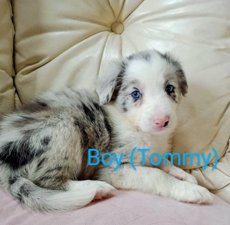 Image 7 of Stunning litter of collies