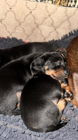 Image 5 of Dachshund pups ready to leave now!!