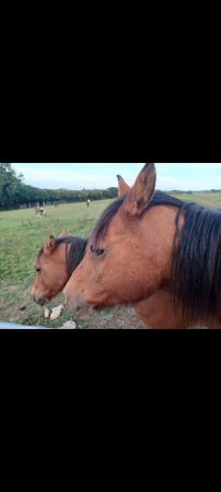 Image 1 of A pair of Arab x new forest full brothers to stay together,