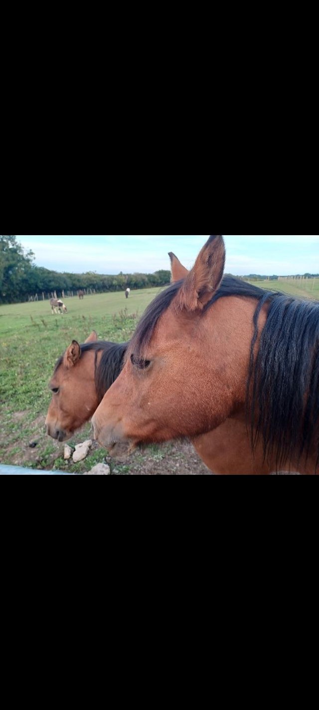 Preview of the first image of A pair of Arab x new forest full brothers to stay together,.