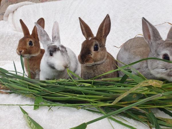 Image 2 of Pure breed mini rex rabbits