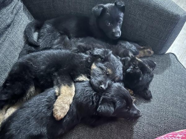 Image 11 of **Gorgeous German Shepherd Puppies for sale £650**