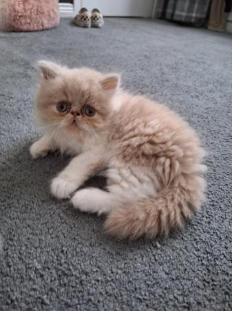 Image 8 of Pure breed Persian kittens for sale. Two gorgeous boys.