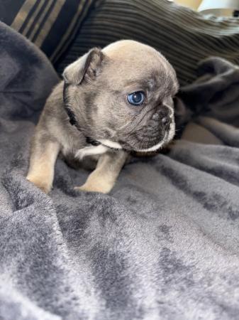 Image 13 of Kennel club registered French bulldog pupps.