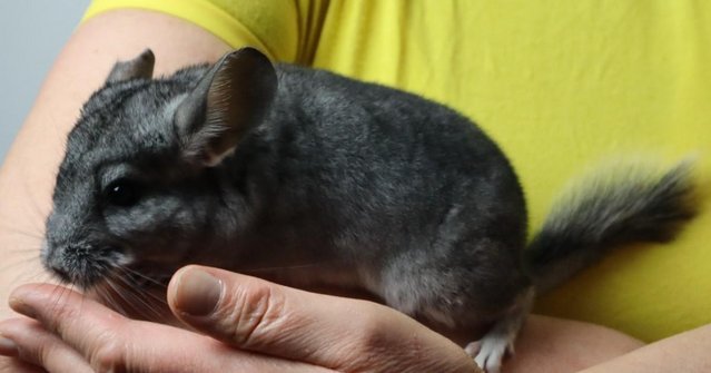 Image 3 of Chinchilla Baby Girl, Standard colour, 3 Months old for sale
