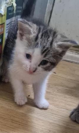 Image 1 of Beautiful bundle of kittens ready now!! Only 4 left