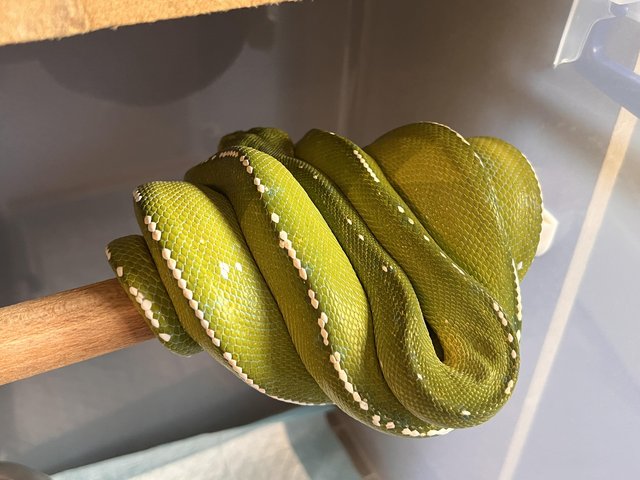 Preview of the first image of WANTED - high blue/yellow green tree pythons.