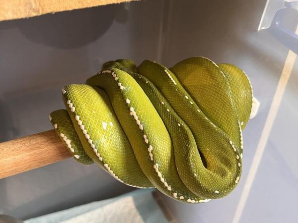 Image 1 of WANTED - high blue/yellow green tree pythons