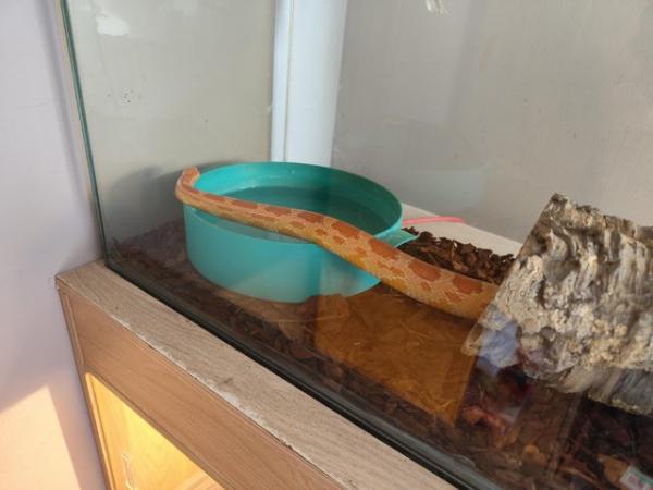Image 4 of Salmon-Pink Cornsnake female with complete set-up