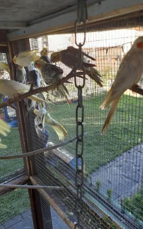 Image 2 of For sale young adults budgies
