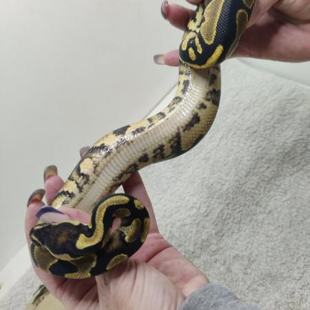 Image 2 of Yellow belly possible leopard het pied ball python