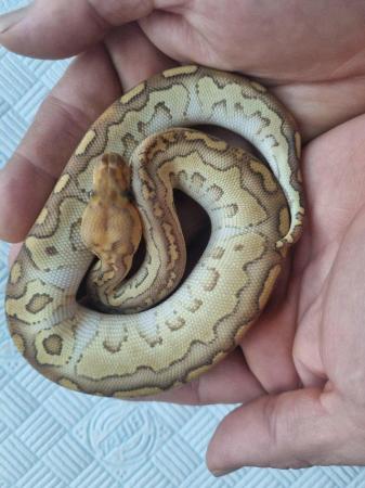 Image 3 of Male royal ball python for sale.