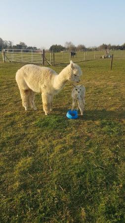 Image 3 of Female alpaca mother and daughter