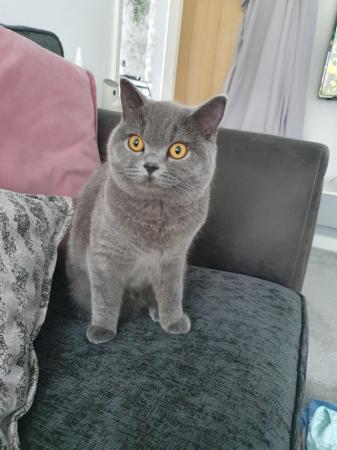 Image 4 of Eight month old British blue female looking for a home