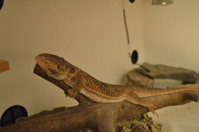 Preview of the first image of 9 month old bearded dragon and full setup.