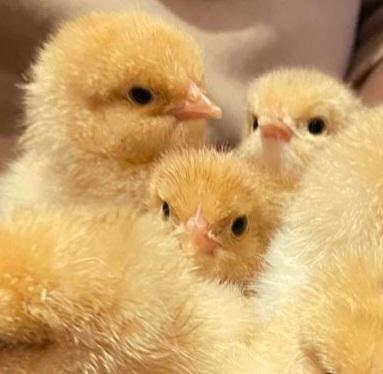 Preview of the first image of Various Chicks for sale bb6 7ns.