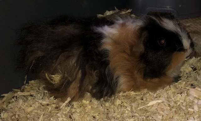 Image 5 of Female guinea pig for sale
