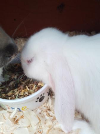 Image 4 of 8 week old French/English Lop babies Blackpool