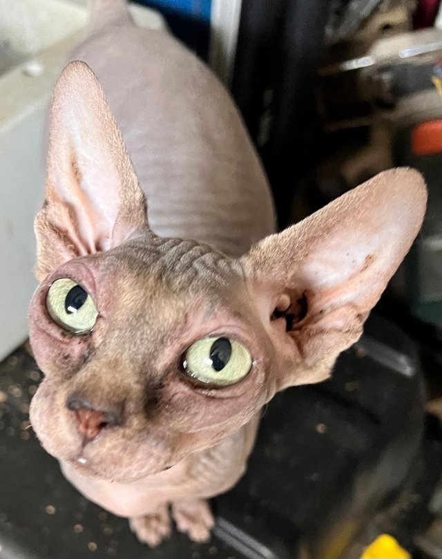 Preview of the first image of Family of Sphynx needing loving homes.