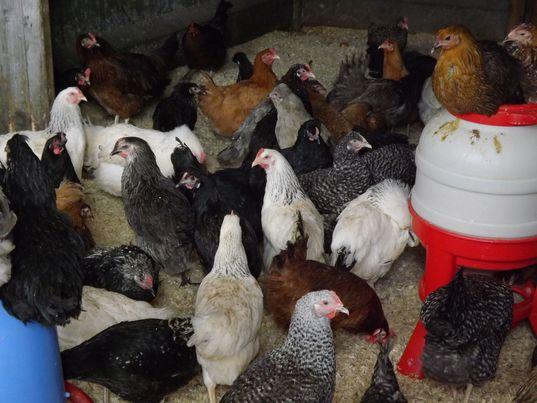 Image 2 of Various POL Pullets For Sale