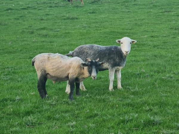 Image 2 of Male sheep ram and wether hoggets