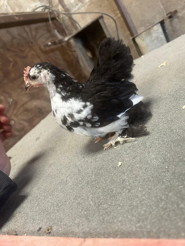 Preview of the first image of Pekin bantam cockerel 10 weeks.