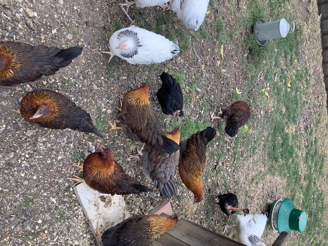 April hatch trios of welsummers and light Sussex large fowl — Pets & Animals in Romford