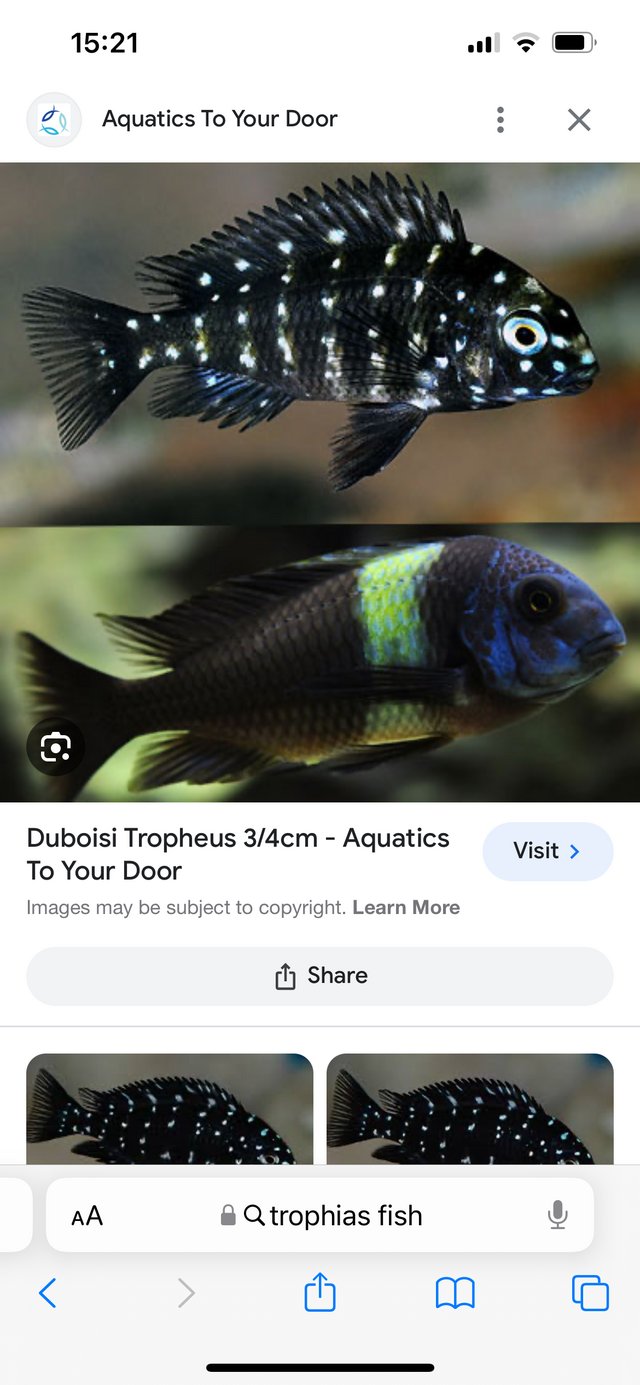 Preview of the first image of Duboisi trophius cichlid.