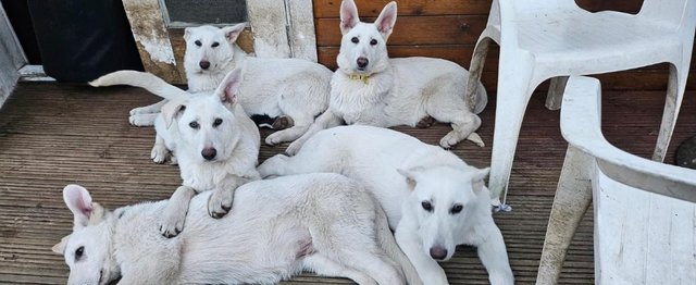 Preview of the first image of All White German Shepherd Litter Ready.