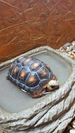 Image 4 of Baby Redfoot Tortoises ALL NOW SOLD!!!