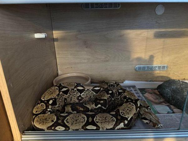 Image 1 of PRICE DROP adult Boa constrictor morphs for sale
