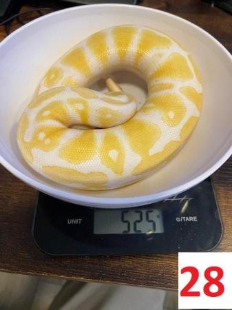 Image 20 of Various Royal Pythons - Reduced