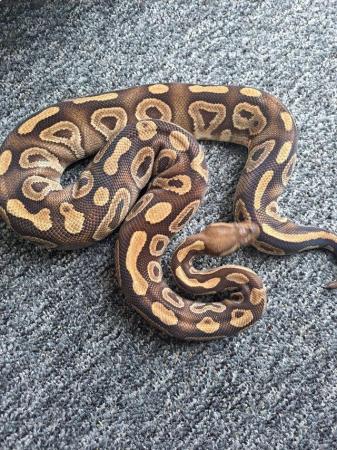 Image 10 of Royal python collection - REDUCED PRICES