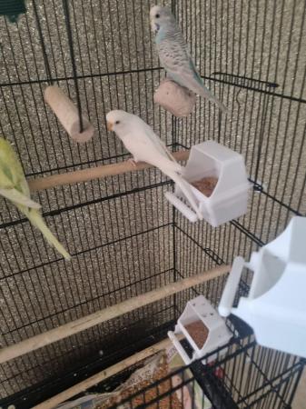 Image 4 of 3 Budgies for sale with cage