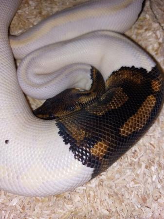 Image 5 of Complete one ofkind paradox ball python